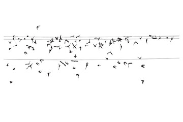 Wall Mural - Birds flying over the wire. Vector images. 