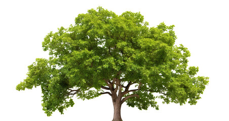 green wide tree cut out