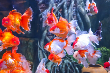 Flock of large goldfish white spots in a large aquarium