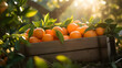 Tangerines harvested in a wooden box with orchard and sunshine in the background. Natural organic fruit abundance. Agriculture, healthy and natural food concept. Horizontal composition.