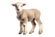 baby sheep on transparent background