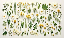 Medicinal Plants On Light Background: Chamomile, Fern, Fern, Fletley For Illustration Of Natural Cosmetics, Medicines 