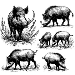 Wall Mural - Vintage engrave isolated hog set illustration ink sketch. Wild boar background pig vector art