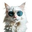 cocky and experienced seasoned white street cat in sunglasses
