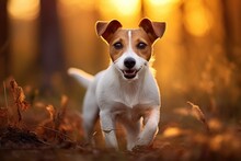 Jack Russell Terrier Puppy Running In The Autumn Forest, Jack Russell Terrier Dog, AI Generated