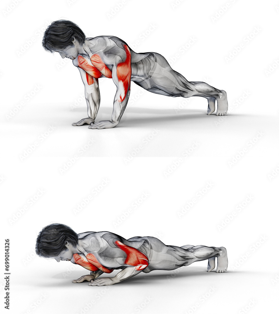 Muscle Target Image 084 Narrow Tricep Press Up. 3D Anatomy of fitness and bodybuilding. An ...