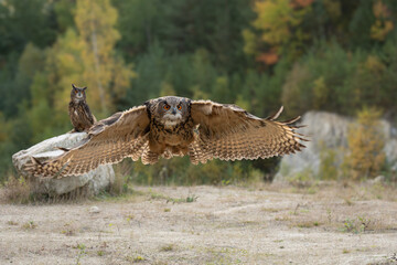 Wall Mural - the great eagle owl (bubo bubo) is a large species of owl in the strigidae family. it is the largest