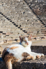 Wall Mural - Cat in the ancient theatre of Epidaurus in Peloponnese, Greece