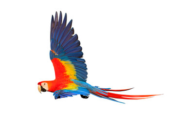 Colorful flying parrot isolated on transparent background png file