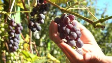 Male Farmer Picking Red Wine Grapes During Harvest Season On A Warm Sunny Day In Autumn. 
Detail Closeup Shot Of  His Hands And Branch Examining  The Fruits With
Green Grapes In The Background 