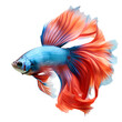 Swimming Stills: Photography of a Colorful Betta Fish, Siamese Fighting Fish, Isolated on Transparent Background, PNG