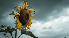 Wilted Sunflower Against An Overcast Sky To Depict Resonating Sadness The Sunflower Should Dominate The Foreground, Evoking A Sense Of Heaviness