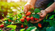 Strawberry harvest in the farmer's hands in the garden. Selective focus.
