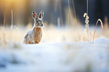 A Rabbit Gracefully Hops Through The Snow-covered Field On A Winter Day