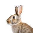 A Rabbit’s Close up Photo, Isolated on Transparent Background, PNG