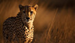 Cheetah, undomesticated cat, nature beauty, majestic feline, African wilderness generated by AI