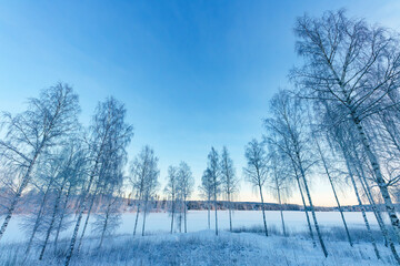 Wall Mural - swedish winter scene with ice, snow and parts of a lake and birch trees.