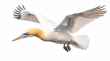 Northern Gannet On A White Background Isolated On White Background, - Created Using AI Generative Technology