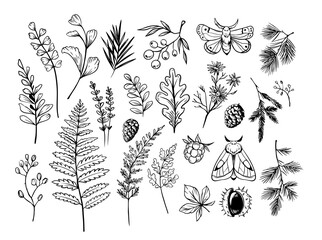 Wall Mural - Forest plants and herbs, moths, spruce branches. Doodle vector illustration