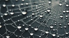 A Close-up Of Raindrops On A Spiderweb, Creating A Delicate Pattern.