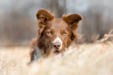 Fototapeta  - pies rasy border collie brązowo biały leżący w jesiennej trawie