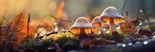 Mushrooms Growing In The Forest