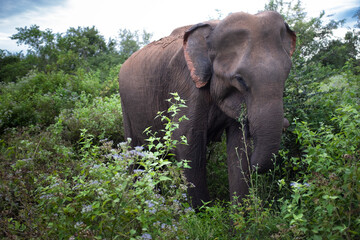 elephant in sri lanka