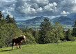 Pferd auf einer Wiese mit Blick ins Inntal über Brannenburg, Bayern, Deutschland