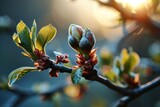 Fototapeta  - Fresh buds on a branch