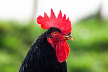 Majestic Black Rooster With A Vibrant Red Comb