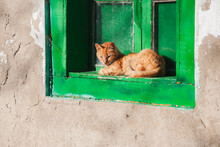 Cat Relaxing In An Old Green Window Frame