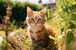 © ADDICTIVE STOCK - Generative AI image of an orange tabby cat in natural setting