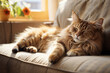 © ADDICTIVE STOCK - Generative AI image of Relaxing Cat on a Cozy Couch