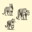 Handdrawn Illustrations of Leopards in cross hatching style