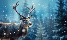 Moose In The Snowy Forest