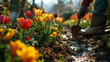close-up of tulips, in the background a person prepares the soil to transplant flowers