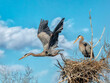 Great blue heron takes off from nest