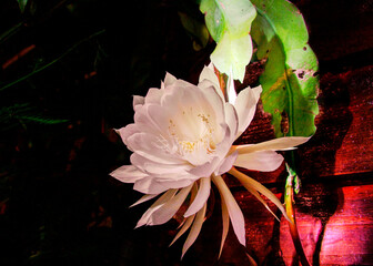 Canvas Print - Queen of the Night (Epiphyllum oxypetalum)