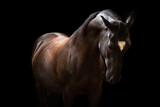 Fototapeta  - portret karego konia na czarnym tle 