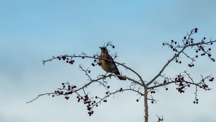 Wall Mural - fieldfare (Turdus pilaris) eating berries amongst branches of a late autumn tree, Wiltshire UK