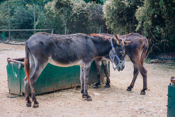 Two  donkeys in a farm in corfu island , Greece