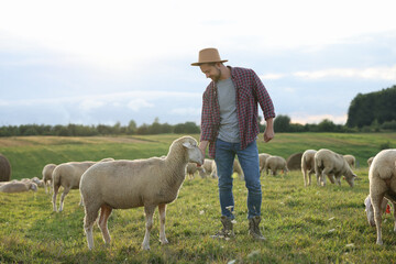 Poster - Man in hat with sheep on pasture at farm