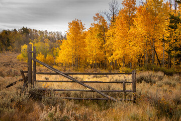 autumn landscape with fence