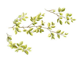 Green ornate tree branches with foliage isolated on white background. Watercolor hand drawn illustration sketch