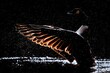 © imageBROKER - Canada goose (Branta canadensis) backlit, surrounded by splashes of water, bathing in a body of water