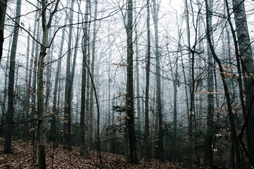 Wall Mural - Winter forest on a foggy day, with fallen trees, bare branches, and a gloomy mood.  