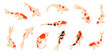 Karp koi. Zestaw elementów. Wektorowa ilustracja egzotycznych rybek na białym tle.