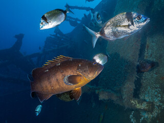 A dusky Mediterranean grouper surrounded by two-banded sea breams