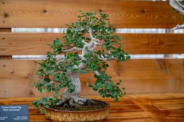 Wall Mural - bonsai plant