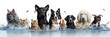 Group of cats and dogs of different sizes and breeds looking at camera, some cute, panting or happy, in a row, isolated on white background. Row of dogs and cats sitting looking at camera web banner